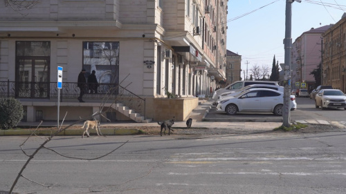 Рейд по отлову безнадзорных собак провели в Дербенте 