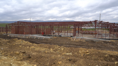 Как решается проблема с безнадзорными собаками в Дербенте?